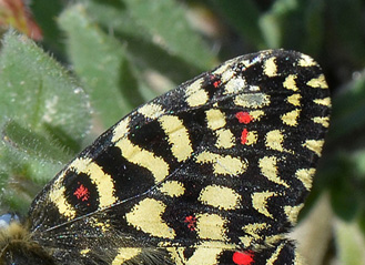 Vestlig Guirlandesommerfugl, Zerynthia rumina. Aragon Candasnos, Spain d. 24 march 2013. Photographer; Martin Bjerg