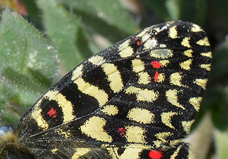 Vestlig Guirlandesommerfugl, Zerynthia rumina. Aragon Candasnos, Spain d. 24 march 2013. Photographer; Martin Bjerg