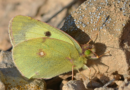 Sydlig Hsommerfugl, Colias alfacariensis. Aragon Candasnos, Spain d. 24 march 2013. Photographer; Martin Bjerg