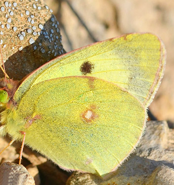 Sydlig Hsommerfugl, Colias alfacariensis. Aragon Candasnos, Spain d. 24 march 2013. Photographer; Martin Bjerg