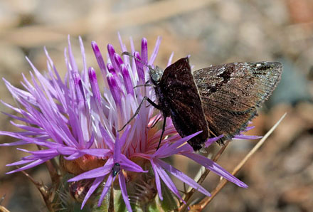 Sortbndet Bredpande, Erynnis marloyi. Chios, Grkenland d. 28 maj 2009.  Fotograf: Tom Nygaard Kristensen