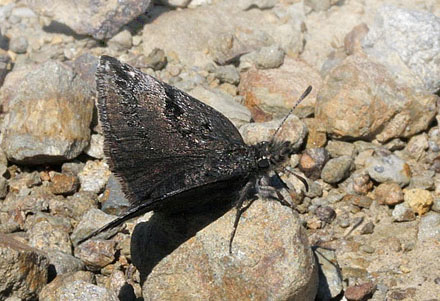 Sortbndet Bredpande, Erynnis marloyi. Chios, Grkenland d. 28 maj 2009.  Fotograf: Tom Nygaard Kristensen