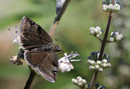 Sortbndet Bredpande, Erynnis marloyi. Grkenland d. 9 juni  2013.  Fotograf: Tom Nygaard Kristensen