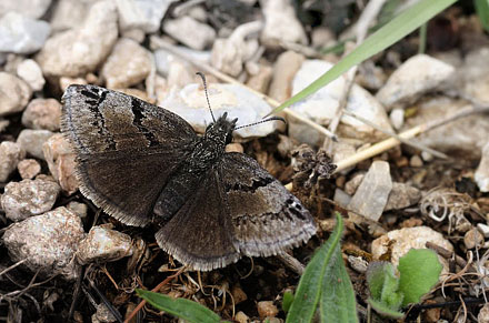 Sortbndet Bredpande, Erynnis marloyi. Siatista, Kozani, Grkenland d. 10 maj 2015.  Fotograf: Tom Nygaard Kristensen