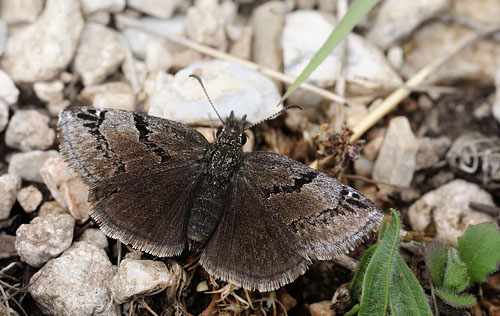 Sortbndet Bredpande, Erynnis marloyi. Siatista, Kozani, Grkenland d. 10 maj 2015.  Fotograf: Tom Nygaard Kristensen