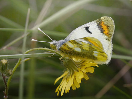 Ukraine d. 5 may 2011. Photographer; Tom Nygaard Kristensen