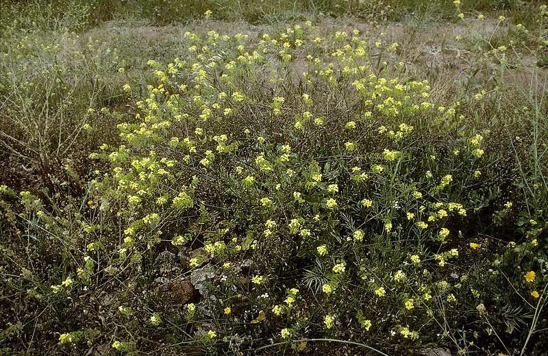 Sydlig Ager-Sennep, Hirschfeldia incana syn. Sinapis incana. Candasnos, prov. Zaragoza, Spain d. 30 march 2008. Photographer; Tom Nygaard Kristensen