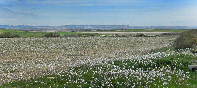 Aragon Candasnos, Spain d. 23 march 2013. Photographer; Arne Lykke Viborg