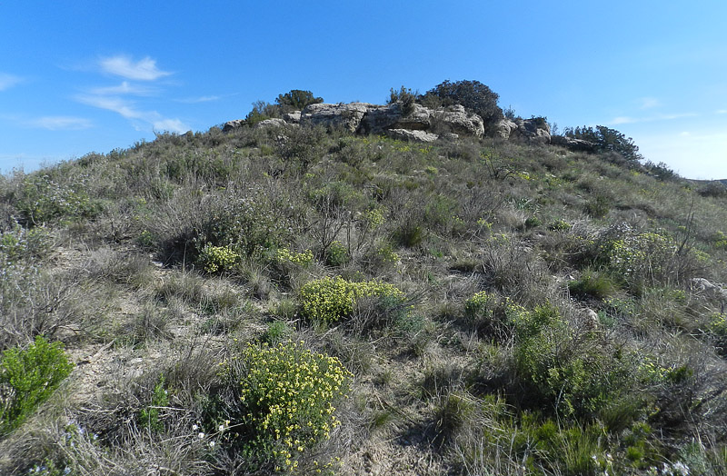 Lokalitet med de gulblomstrende buske;  Boleum asperum. Aragon Candasnos, Spain d. 23 march 2013. Photographer; Arne Lykke Viborg