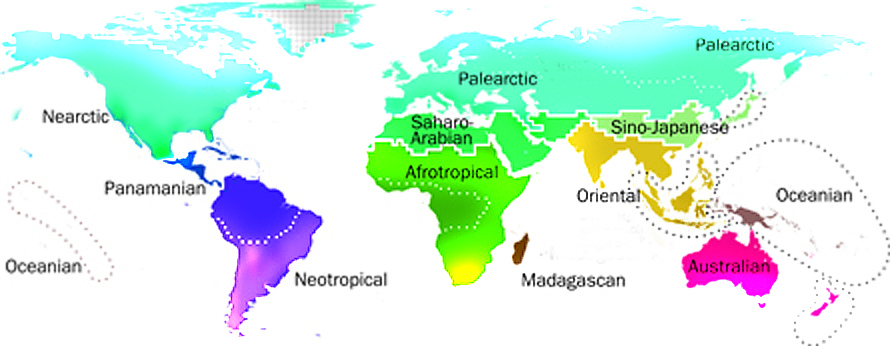 ScienceNews d, 20 December 2012; Med en ny planet-dækkende analyse af hvirveldyr liv, har et internationalt team brugt det 21. århundrede videnskab til at opdatere et ikonisk 1876 kort over Jordens zoologiske regioner.