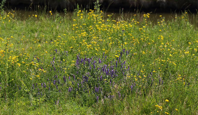 Lokalitet for Stor Bredpande med Musevikke. Amager Fælled d. 18 Juni 2013. Fotograf: Lars Andersen