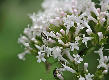 Krybende Baldrian, Valeriana sambucifolia. Slagelse Lystskov. d. 30 juni 2014. Fotograf: Lars Andersen