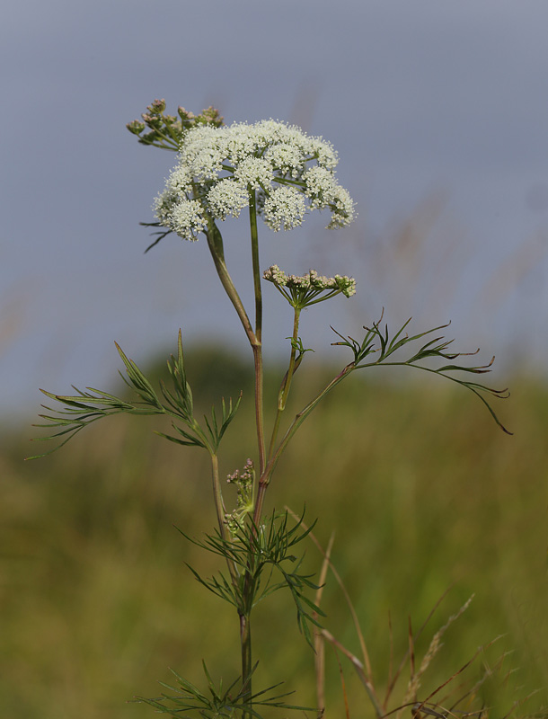 Brændeskærm, Selinum dubium. Amager Fælled d. 21 august 2013. Fotograf Lars Andersen