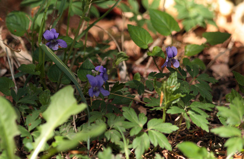 Violer. Nordskov ved Stenlille, Midtsjlland d. 15 maj 2013. fotograf, Lars Andersen