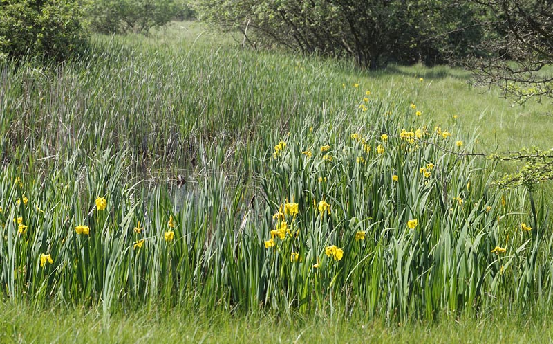 Et vandhul med Gul Iris på Amager Fælled d. 1 juni 2013. Fotograf: Lars Andersen