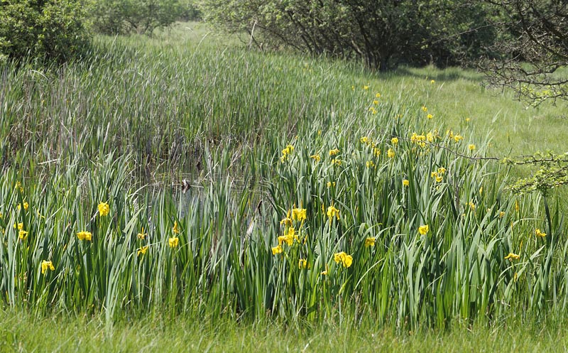 Et vandhul med Gul Iris p Amager Flled d. 1 juni 2013. Fotograf: Lars Andersen