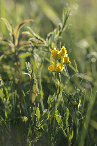 Gul Fladbælg, Lathyrus pratensis. Amager Fælled d. 2 juni 2013. Fotograf: Lars Andersen
