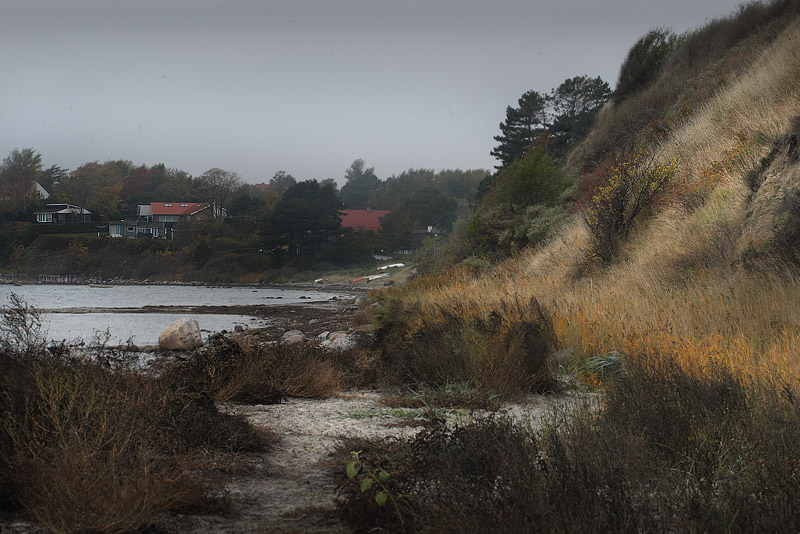 Vejrandje, Lasiommata megera,  Lyns Klint, Nordsjlland. d. 23 oktober 2013. Fotograf: Lars Andersen