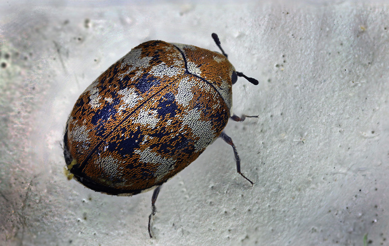 Tppeklanner, Anthrenus verbasci. Sundby, Amager d. 21 marts 2013. Fotograf; Lars Andersen