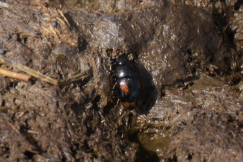 Rdplettet Mgkr, Sphaeridium scarabaeoides i en kokasse. Amager Flled, Amager d. 5 August 2013. Fotograf; Lars Andersen