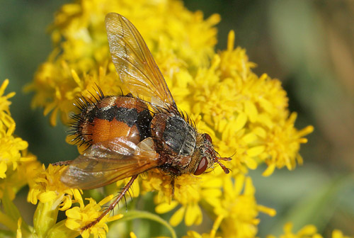 Mellemfluen oskar, Tachina fera. Amager Flled d. 25 august 2013. Fotograf; Lars Andersen