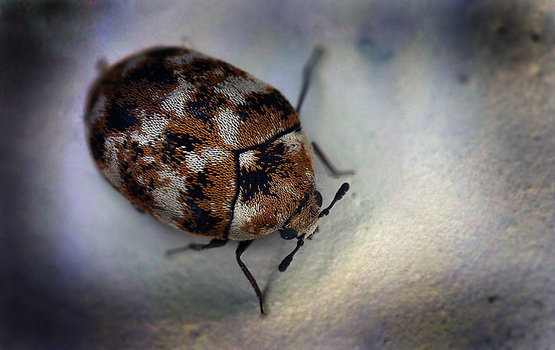 Tppeklanner, Anthrenus verbasci. Sundby, Amager d. 22 marts 2013. Fotograf; Lars Andersen