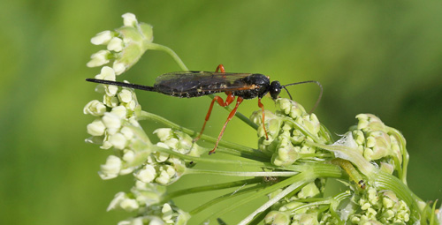 Amager Flled d. 27 maj 2013. Fotograf; Lars Andersen