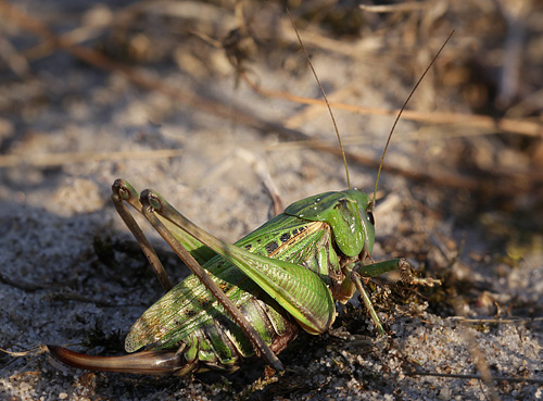 Vortebider, Decticus verrucivorus. Brunddragene, Lolland d. 28 august 2013. Fotograf; Lars Andersen