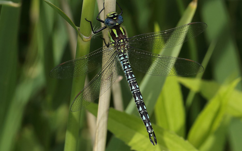 Hret Mosaikguldsmed, Brachytron pratense. Amager Flled d. 9 juni 2013. Fotograf; Lars Andersen