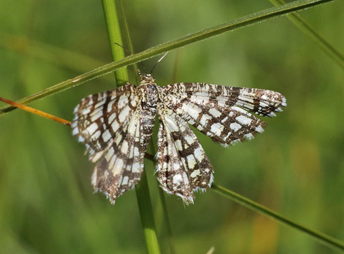 Klvermler / Tremmemler, Chiasmia clathrata. Amager Flled, Amager, Danmark d. 18 juni 2013. Fotograf; Lars Andersen