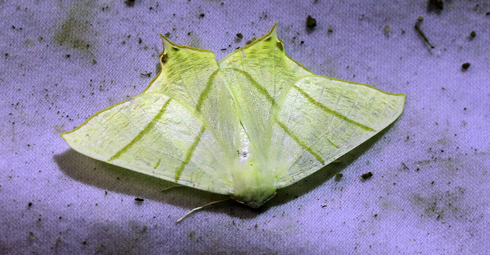 Natsvalehale, Ourapteryx sambucaria. Amager Fælled d. 4 juli 2013. Fotograf; Lars Andersen
