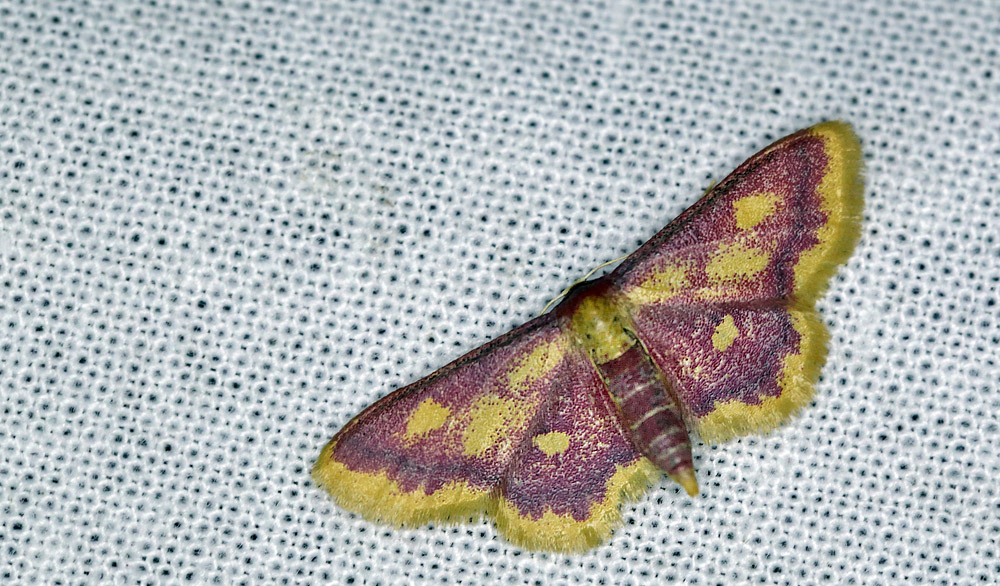 Purpur-Engmåler, Idaea muricata. Amager Fælled 4 juli 2013. Fotograf: Lars Andersen