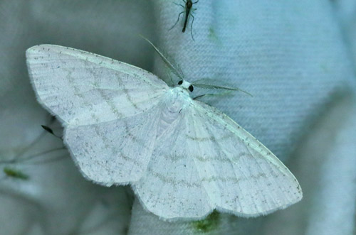 Snehvid Stregmler,Cabera pusaria. Amager Flled, Amager, Danmark d. 5 juli 2013. Fotograf; Lars Andersen