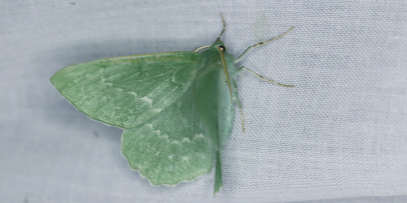 Grn Birkemler, Geometra papilionaria. Pinseskoven, Armager d. 13 juni 2013. Fotograf; Lars Andersen