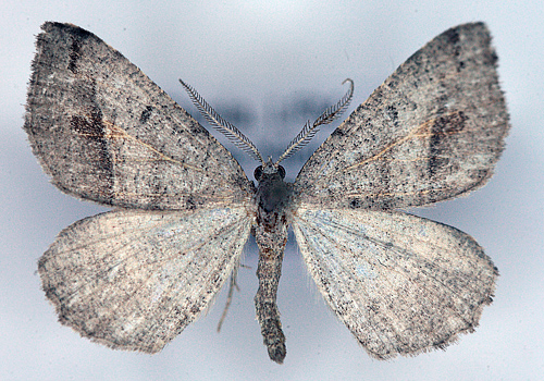 Macaria artesiaria. Møns Klint sydlige del 26 til 31 august 2012. Leg. Ole Karsholt. Fotograf; Lars Andersen på Zoologisk museum d. 6 marts 2013.