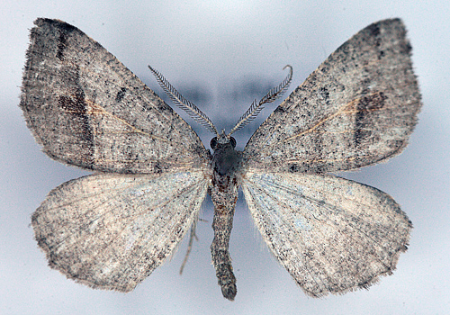 Macaria artesiaria. Mns Klint sydlige del 26 til 31 august 2012. Leg. Ole Karsholt. Fotograf; Lars Andersen p Zoologisk museum d. 6 marts 2013.