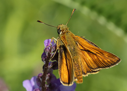 Stor Bredpande, Ochlodes sylvanus han. Amager Flled  d. 18 Juni 2013. Fotograf: Lars Andersen