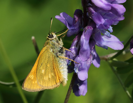 Stor Bredpande, Ochlodes sylvanus han. Amager Flled  d. 18 Juni 2013. Fotograf: Lars Andersen