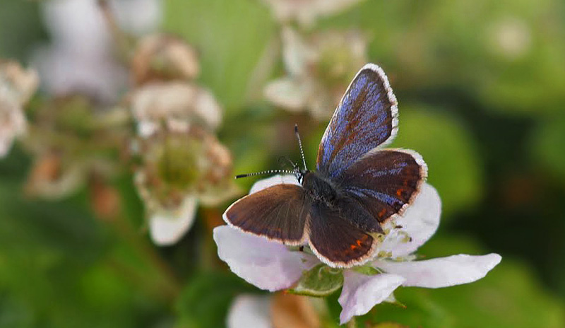 Argusblfugl, Plebejus argus han/hun gynandromorf. Rusland, Nordsjlland d. 25 juni 2013. Fotograf; Kasper Nyberg