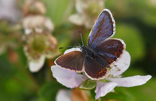 Argusblåfugl, Plebejus argus han/hun gynandromorf. Rusland, Nordsjælland d. 25 juni 2013. Fotograf; Kasper Nyberg