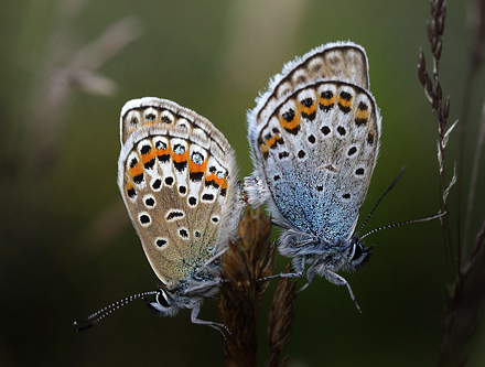 Argusblfugl, Plebejus argus parring. Brandbjerg, Nordsjlland  d.  23 juni 2010. Fotograf: Lars Andersen