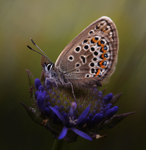 Argusblfugl, Plebejus argus hun. Brandbjerg, Nordsjlland  d.  23 juni 2010. Fotograf: Lars Andersen