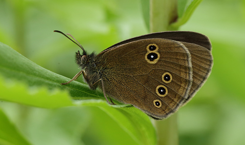 Enggrsrandje, Aphantopus hyperantus, Delhoved Skov, Vestsjlland d. 30 Juni 2013. Fotograf; Lars Andersen