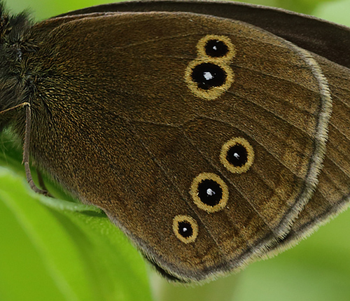 Enggrsrandje, Aphantopus hyperantus, Delhoved Skov, Vestsjlland d. 30 Juni 2013. Fotograf; Lars Andersen