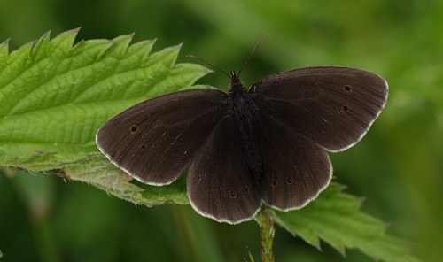 Enggrsrandje, Aphantopus hyperantus, Delhoved Skov, Vestsjlland d. 30 Juni 2013. Fotograf; Lars Andersen