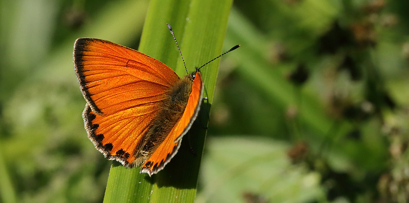 Dukatsommerfugl, Lycaena virgaureae han. Slagelse Lystskov d. 18 juli 2013. Fotograf; Lars Andersen