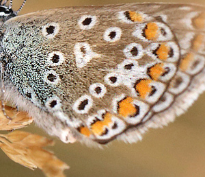 Almindelig blåfugl, Polyommatus icarus hun. Bellacentret metro st. Amager Fælled d. 27 Juli 2013. Fotograf: Lars Andersen