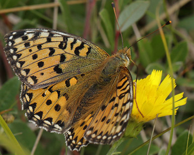 Markperlemorsommerfugl, Argynnis aglaja hun. Melby Overdrev d. 28 juli 2013. Fotograf; Lars Andersen