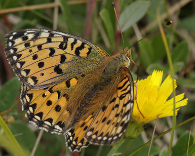 Markperlemorsommerfugl,  Argynnis aglaja hun. Melby Overdrev d. 28 juli 2013. Fotograf; Lars Andersen