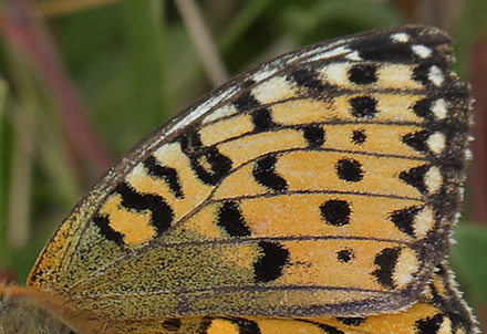 Markperlemorsommerfugl,  Argynnis aglaja hun. Melby Overdrev d. 28 juli 2013. Fotograf; Lars Andersen